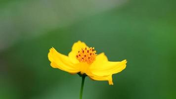 Yellow cosmos flower in field. video