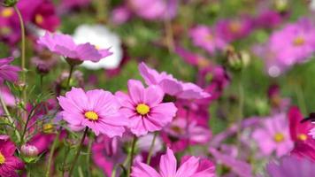 Pink cosmos flower in field. video