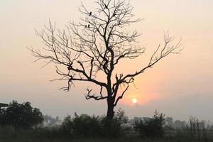 Hermosa vista del amanecer con árboles silueta de Tamil Nadu en India foto