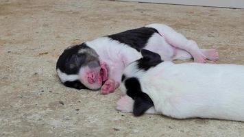 Puppies dog sleeping after drink milk from breast mother. video