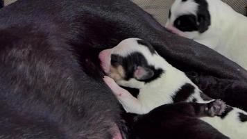 cachorros de perro bebiendo leche de la madre materna. video