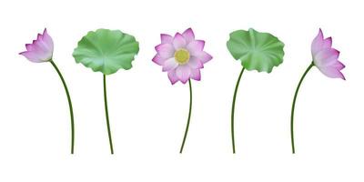 A set of vector realistic lotus flowers and leaves