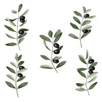 Olive Branch Set in watercolor style. Vector pattern