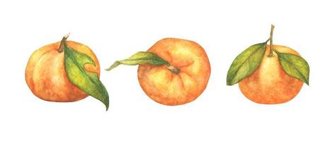 Set of oranges fruit. watercolor illustration. vector