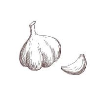 Sketch of garlic contour drawing, for design and decoration vector