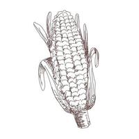 Sketch of corn contour for design and decoration, sticker vector