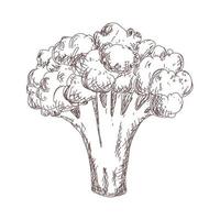 Sketch of cauliflower contour drawing vintage, banner, vegetables vector