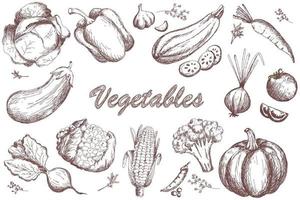 bosquejo conjunto de verduras. colección de hortalizas de jardín vector