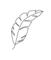 monoline vector drawing exotic tropical leaf monstera plant