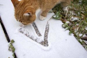 An arrow drawn in the snow. Go forward to goal icon. Ginger tabby cat photo