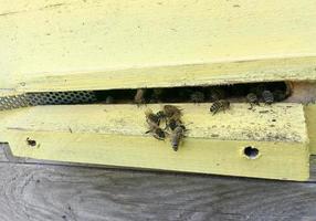 abeja alada vuela lentamente a la colmena recolecta néctar en colmenar privado foto