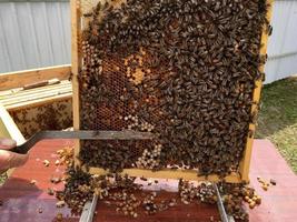 abeja alada vuela lentamente al apicultor recolecta néctar foto