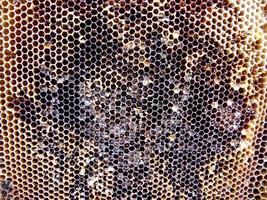 Fondo de textura hexagonal, panal de cera de una colmena de abejas foto