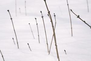 beautiful pattern stem line of plant bush in a cold winter snowfield