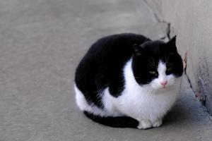 Gato callejero atigrado en blanco y negro con ojos verdes retrato de cerca foto