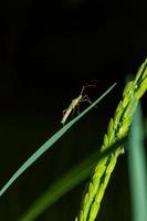 El insecto del arroz está trepando en el grano de arroz, en la noche. foto