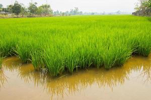 Paddy rice field at day time photo