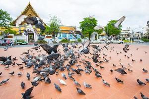 flock of pigeons on the ground photo