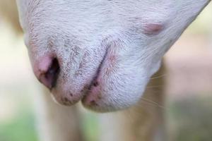 closeup of white bleating goats, focusing on its mouth photo