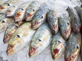 close-up fresh mackerel fish on ice in supermarket photo