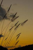 silhouette Fountain Grass flower against a sunset background photo