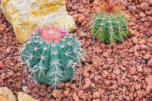 Cactus - Melocactus ernestii Cactaceae photo