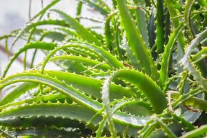 primer plano, salvaje, aloe vera, planta, en, el, jardín, planta, plano de fondo foto