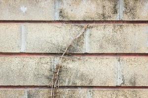 old grunge wall with tree root photo