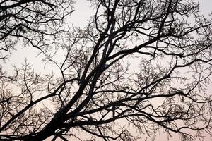 ramas de un árbol contra el cielo en la noche foto