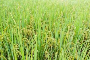 Campo de arroz verde amarillo después de llover, Tailandia foto