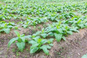 Tobacco farm in morning, thailand photo