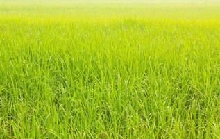 campo de arroz fresco fuera de temporada