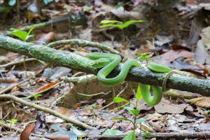 Beautiful bright green color White-lipped Pit Viper snake photo