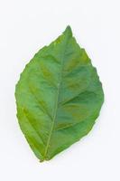 beautiful green leaf isolated on white background. photo