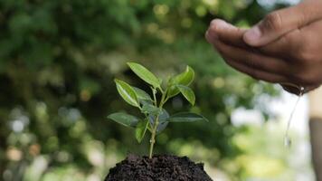 close-up van handen die water op de plant gieten video