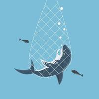 Great Shark caught in fishing net. Vector illustration