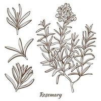 planta de romero y hojas en estilo dibujado a mano