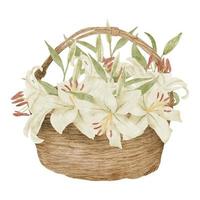 watercolor tropical lily flower bouquet basket illustration vector