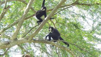 Gibón de manos blancas en la naturaleza. video