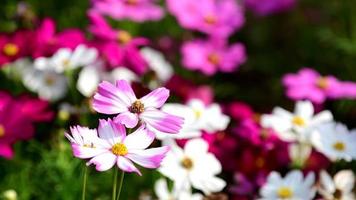 Pink cosmos flower in field. video