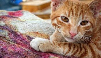 Sweet Animal Pet Cat photo