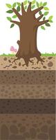 Layer of soil beneath the tree vector