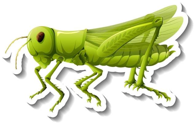 A sticker template with a grasshopper isolated