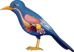 Internal anatomy of bird with organs vector