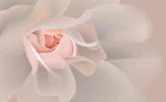 Close up blooming pink rose vector
