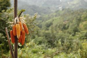 Organic Corn, Farming and Agriculture, Land and Agriculture photo