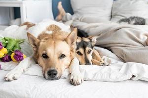 Happy young woman lying in the bed with her dogs photo