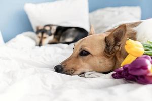 Cute dog lying on the bed with a bouquet of tulips photo