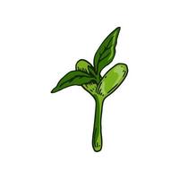 Hand drawn bean sprout. vector