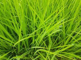 Primer plano de la planta de arroz verde utilizada para el fondo foto